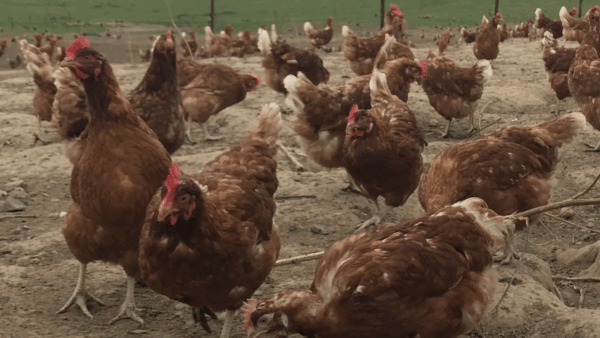 ケージフリー卵への道：2025年半ばと今後の展望 (Open Philanthropy Farm Animal Welfare ...