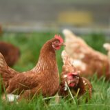 生産者様向け🥚「Cage Free Net」オンライン説明会開催